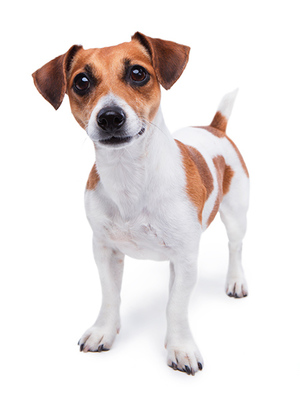 Dog Training Classes<br />
