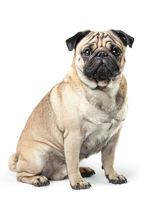 Private Dog Training