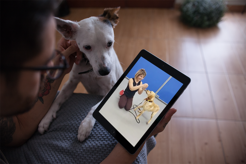 online dog trainig classes